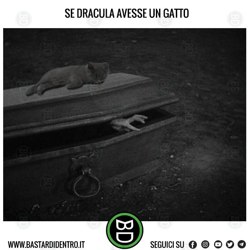 Il gatto di Dracula
