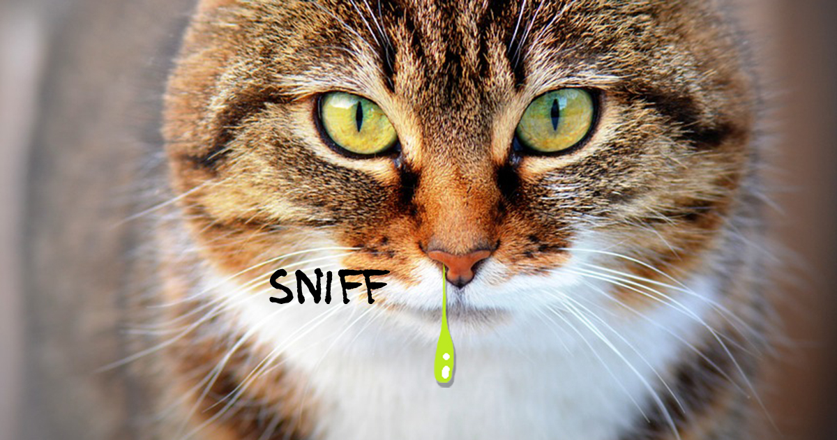 Scarica questa immagine gratuita di Animale Cat Close Up dalla vasta libreria di Pixabay di immagini e video di pubblico dominio.